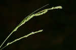 Roan Mountain sedge